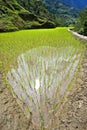 Philippines rice seedlings Royalty Free Stock Photo