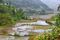 Philippines rice terrace Royalty Free Stock Photo