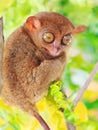 Phillipine tarsier Royalty Free Stock Photo