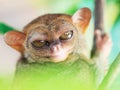 Phillipine tarsier Royalty Free Stock Photo