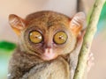 Phillipine tarsier Royalty Free Stock Photo