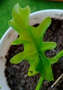 phillo leaf ornamental plant