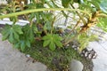 Philodendron with a bed of baby tears, 6.