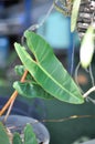 Philodendron billietiae Croat, Philodendron plant or orange stalk Royalty Free Stock Photo