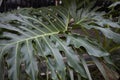 Philodendron bipinnatifidum close up Royalty Free Stock Photo