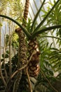 Philodendron bipinnatifidum