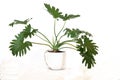 Philodendron bipinnatifidum pot plant Royalty Free Stock Photo