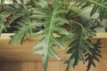Philodendron Bipinnatifidum or tree philodendron Royalty Free Stock Photo