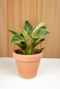 Philodendron Birkin house plant in brown ceramic pot Royalty Free Stock Photo