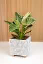 Philodendron Birkin house plant in white textured pot Royalty Free Stock Photo