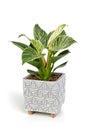 Philodendron Birkin house plant in white textured pot Royalty Free Stock Photo