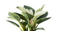 Philodendron Birkin plant, Philodendron leaves isolated on white background with clipping path Royalty Free Stock Photo