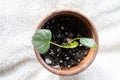 Philodendron brandiatum house plants growing in a terracotta pot