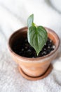 Philodendron brandiatum house plants growing in a terracotta pot