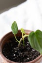 Philodendron brandiatum house plants growing in a terracotta pot