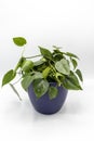 Philodendron Brasil green leaves indoor plant in a decorative ceramic pot on white isolated background Royalty Free Stock Photo