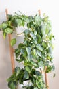 Philodendron brasil house plants growing on a ladder Royalty Free Stock Photo