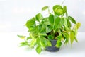 Philodendron Brasil Royalty Free Stock Photo