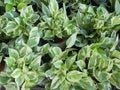 Philodendron Brasil is a small creeper. Green and yellow heart-shaped leaves