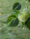 Philodendron brasil variegated leaf with raindrops Royalty Free Stock Photo