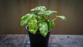 Philodendron burle marx in a pot. Glossy Green Leaves of Plant. green leaves of philodendron burle marx. Beautiful leaves of