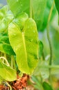 Philodendron burle marxii, Philodendron or ARACEAE Royalty Free Stock Photo