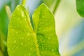 Philodendron burle marxii, Philodendron or ARACEAE and rain droplet Royalty Free Stock Photo