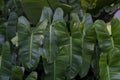 Philodendron burle marxii is growing in the garden.