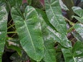 Philodendron burle-marxii