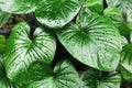 Philodendron green leaves water drops background, Homalomena rubescens wet leaf texture, tropical foliage pattern, exotic plant Royalty Free Stock Photo