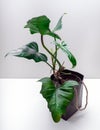 Philodendron Dragon is a genus of flowering plants