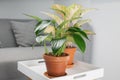 Philodendron Dragon Tail and Aglaonema in clay pots