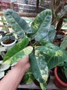Philodendron Burlemark Variegated plant pasian