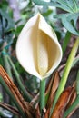 Philodendron Flower Royalty Free Stock Photo