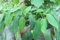 philodendron frilly philly leaf plant on farm