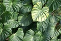 A photo taken on the Leri, Buddha`s hand, Giant philodendron plant leaves