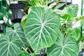 Philodendron Gloriosum ,Philodendron plant Royalty Free Stock Photo