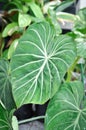 Philodendron Gloriosum ,Philodendron plant Royalty Free Stock Photo