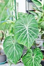 Philodendron Gloriosum ,Philodendron plant Royalty Free Stock Photo