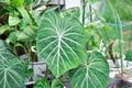 Philodendron Gloriosum ,Philodendron plant Royalty Free Stock Photo