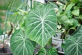 Philodendron Gloriosum ,Philodendron plant