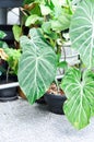 Philodendron Gloriosum ,Philodendron plant Royalty Free Stock Photo