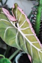 Philodendron Gloriosum ,Philodendron plant Royalty Free Stock Photo