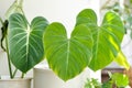 Philodendron Gloriosum ,Philodendron plant Royalty Free Stock Photo