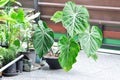 Philodendron Gloriosum ,Philodendron plant Royalty Free Stock Photo