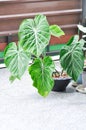 Philodendron Gloriosum ,Philodendron plant Royalty Free Stock Photo