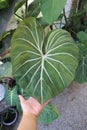 Philodendron Gloriosum ,Philodendron plant Royalty Free Stock Photo