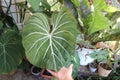 Philodendron Gloriosum ,Philodendron plant Royalty Free Stock Photo