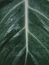 Philodendron Gloriosum Plant Royalty Free Stock Photo