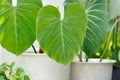 Philodendron Gloriosum ,Philodendron plant Royalty Free Stock Photo